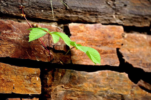 一花一草一世界