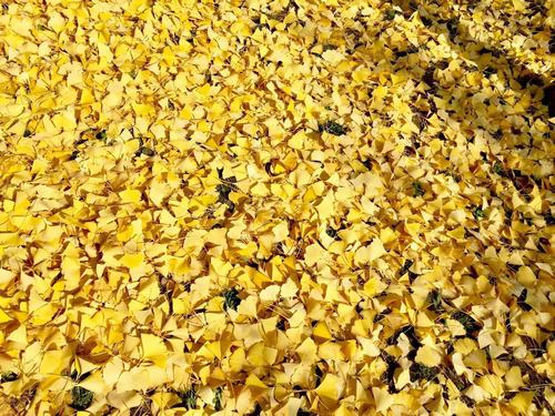 銀杏千年，等候的是秋的思念