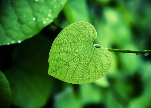 一片樹(shù)葉