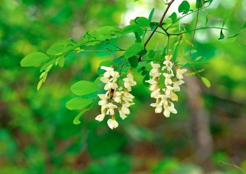 四月芳菲槐花香