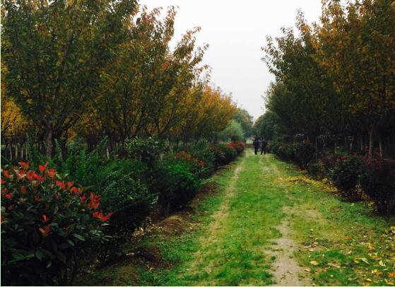 陜煤建設(shè)綠宇園林公司：以自有苗木為設(shè)計(jì)基礎(chǔ)，打造“花園式”工程