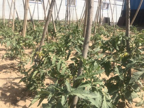 陜煤建設(shè)洗選煤運(yùn)營公司小保當(dāng)運(yùn)營項(xiàng)目部打造沙漠中的“綠色農(nóng)場(chǎng)”