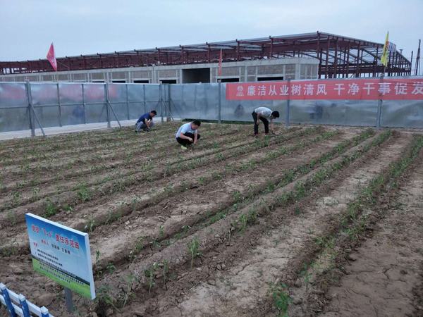 陜煤建設(shè)渭南公司南京金龍項目部黨員“1+1”蔬菜責(zé)任區(qū)生機盎然