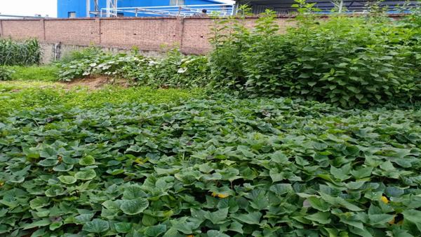 陜煤建設(shè)洗選煤運(yùn)營公司紅柳林洗煤廠項(xiàng)目部：職工“菜園子”，舒筋又舒心