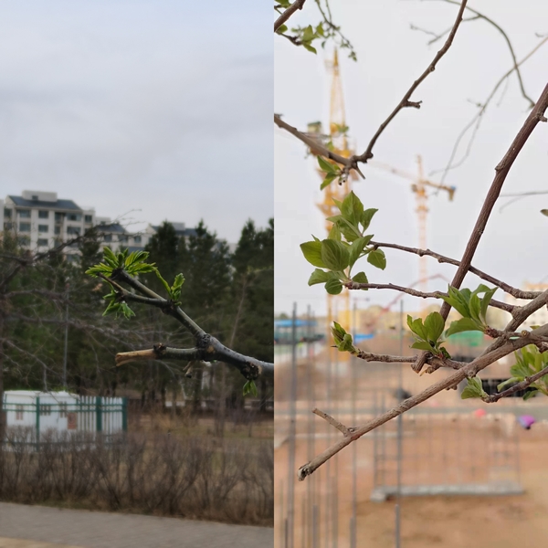 抬頭看，鄂爾多斯的春天