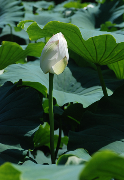看取荷花凈，應(yīng)知不染塵