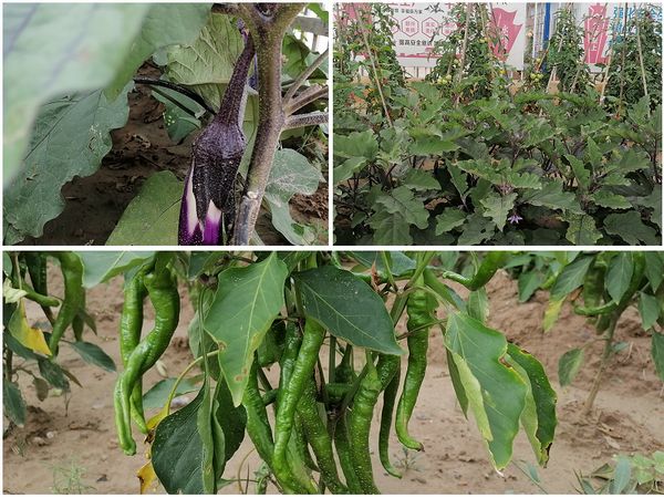 陜煤建設天工公司安裝三部為員工辦實事 “小菜園”大豐收