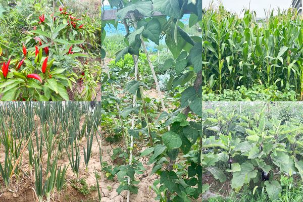 陜煤建設天工公司土建第七項目部：小小“菜園”，播種即是收獲