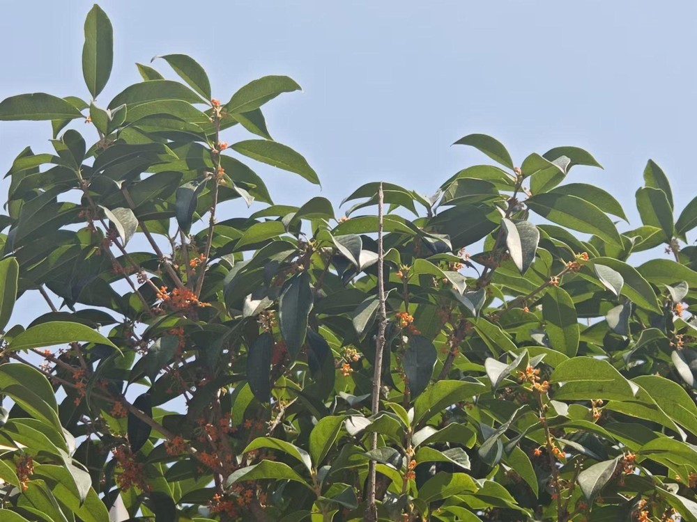 滿城桂花香，最是秋意濃