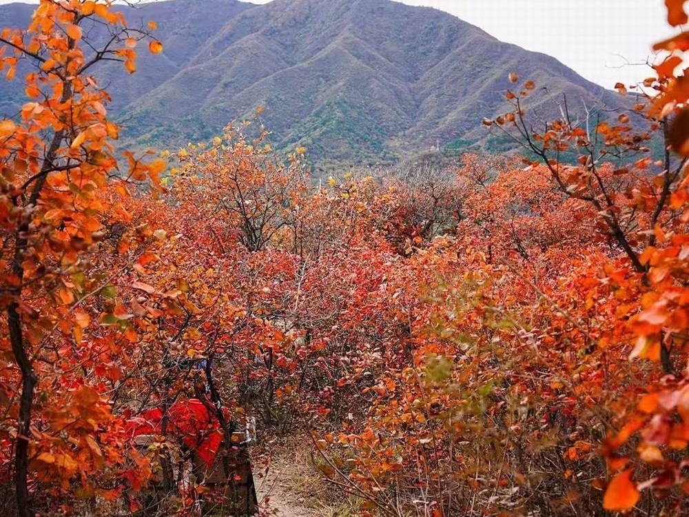 紅葉燃情，歷史鑄魂