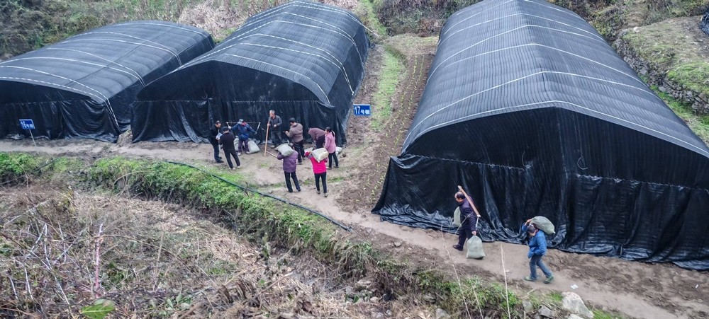 陜煤建設(shè)定點(diǎn)幫扶村：學(xué)哪吒永破萬(wàn)難   羊肚菌產(chǎn)業(yè)從“菌”疑到豐收蝶變