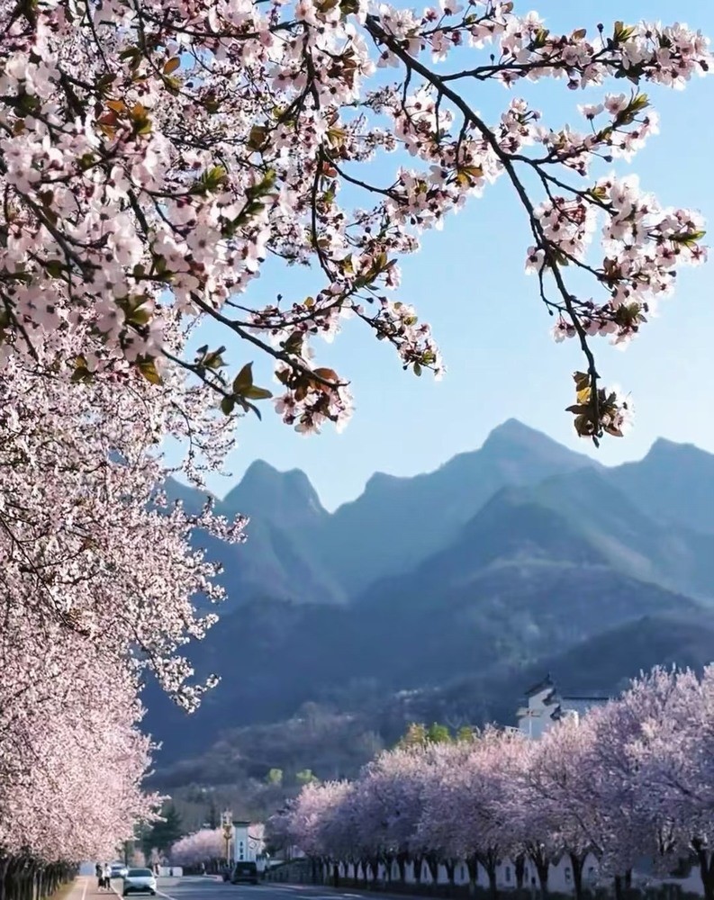 邂逅春櫻，期許四季