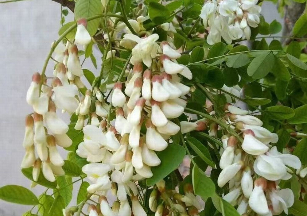 走！鉤洋槐花去！